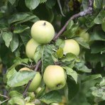 Jabloň domáca (Malus domestica) ´GRANNY SMITH´ - zimná, výška 120-150 cm - voľnokorenná